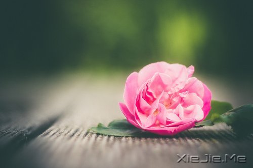 ĽӡӡŢ· (9)
